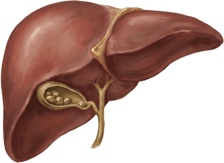 Ilustração anatômica — Doenças da vesícula e colecistectomia